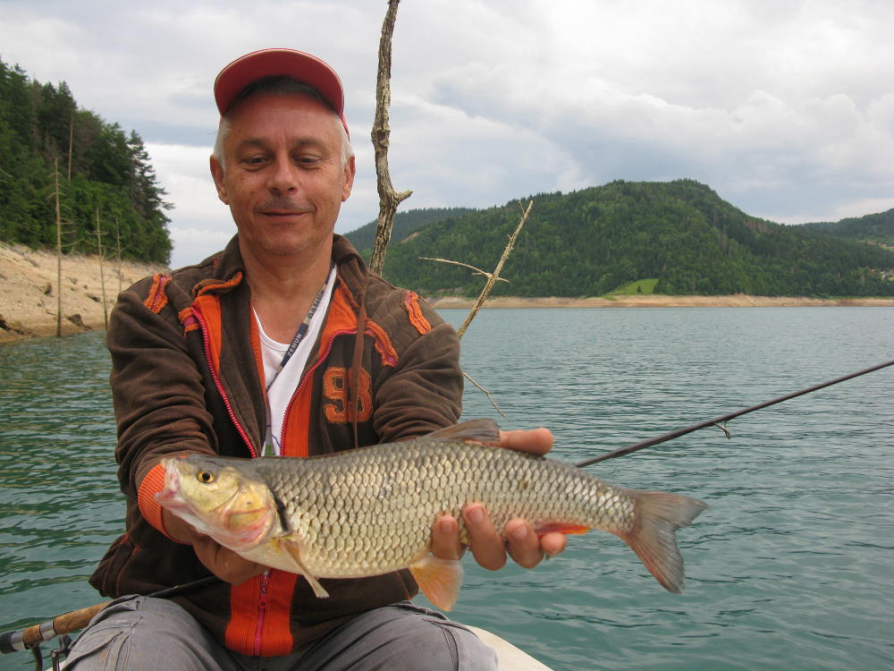 klen zaovine
